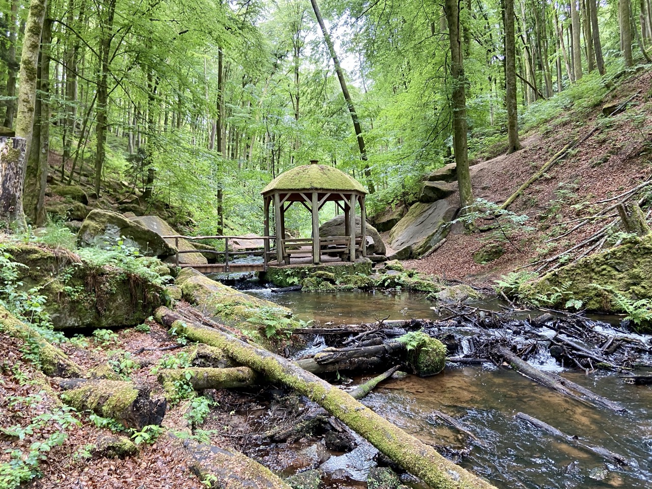 Mehr über den Artikel erfahren 23.05.20 Trippstadt